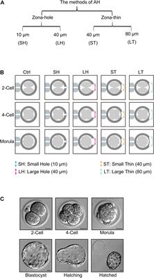 Assisted Hatching Treatment of Piezo-Mediated Small Hole on Zona Pellucida in Morula Stage Embryos Improves Embryo Implantation and Litter Size in Mice